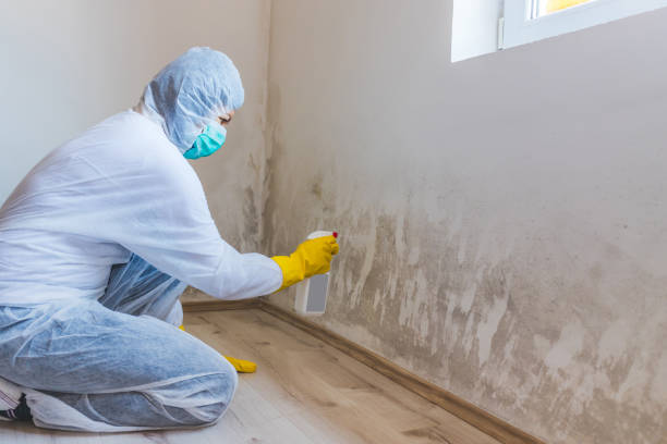 Licensed Mold Inspection service in Norwood, PA - WQB Mold Removal